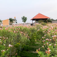 Green Valley 01